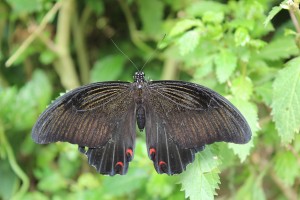 Cameron Highlands-016